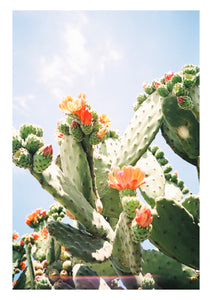 Prickly Pear